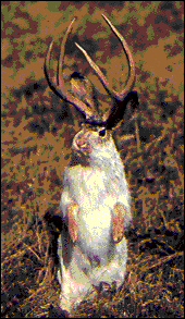 Rare photo of a jackalope in the wild